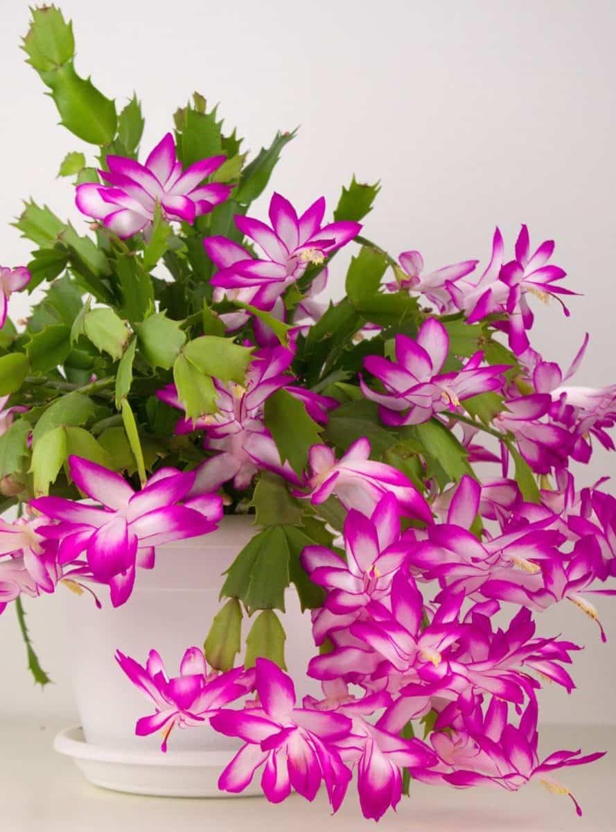 White Pink flower seeds