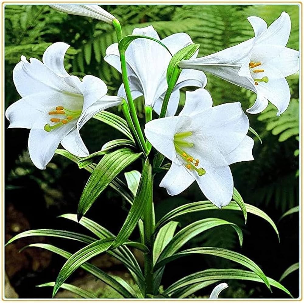 Lilium Longiflorum flower seeds