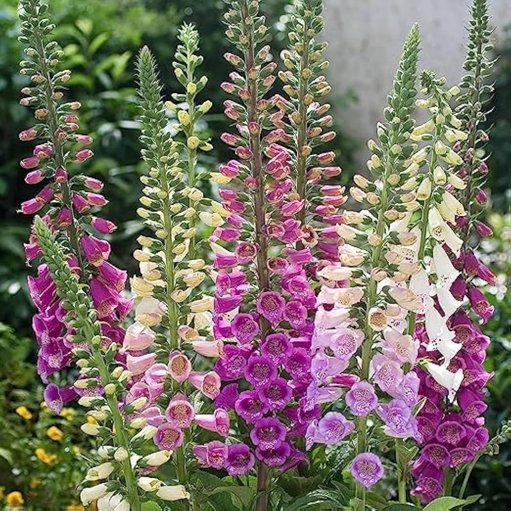 Foxglove Digitalis flower seeds