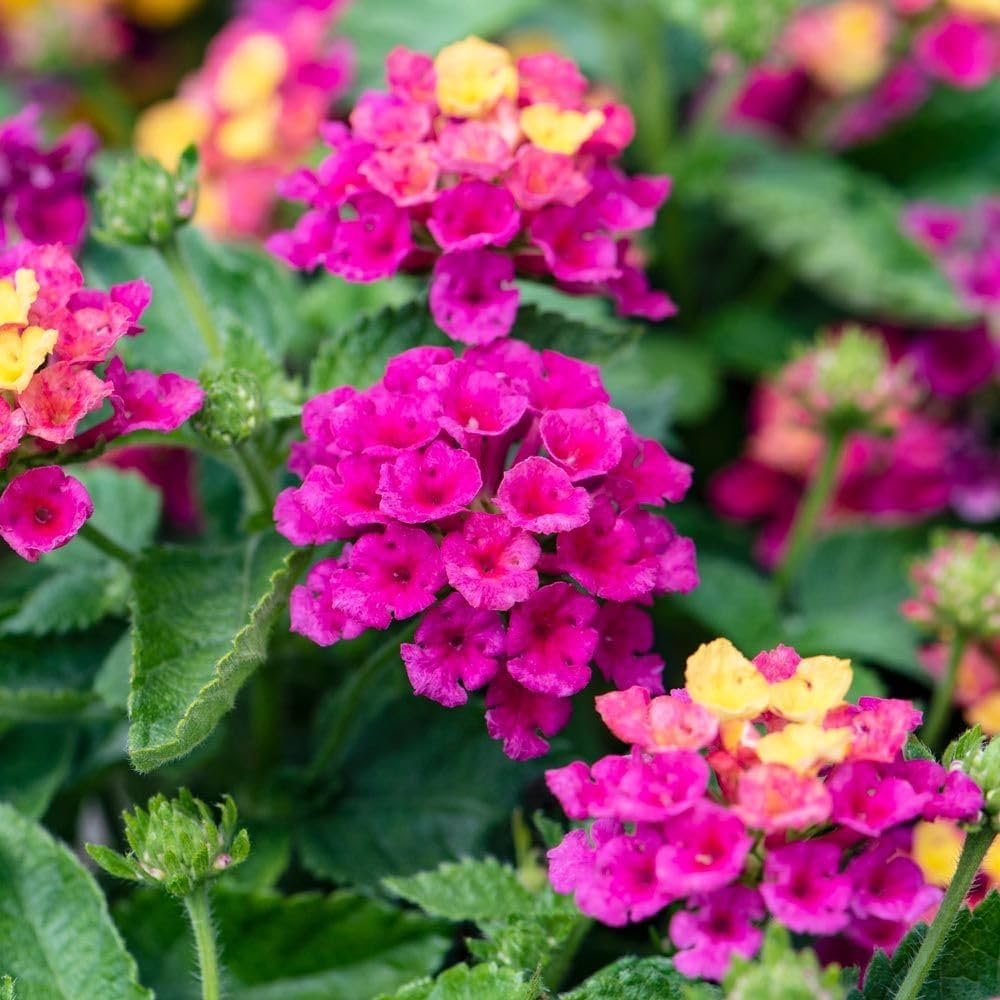 Pink Lantana flower seeds