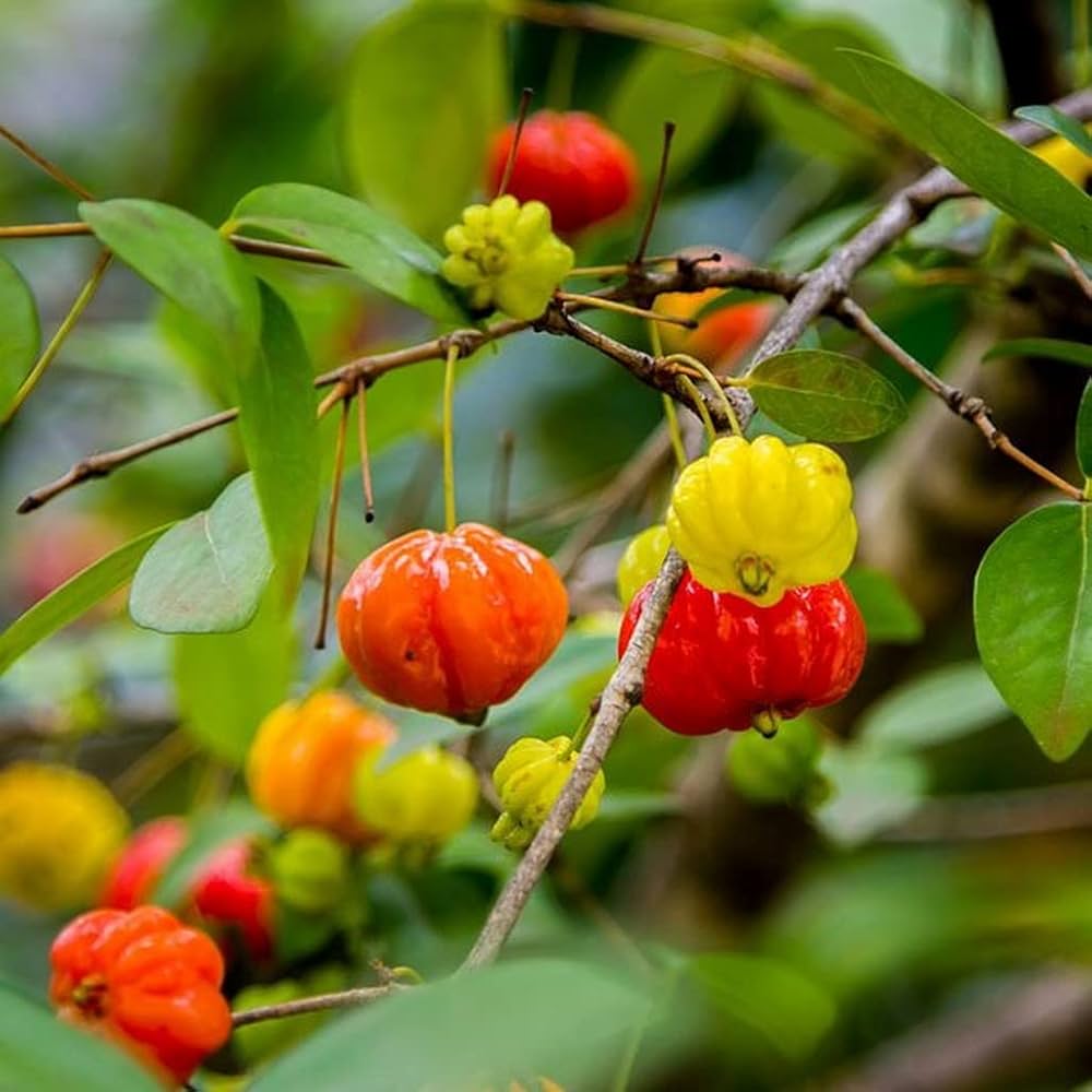 Surinam flower seeds