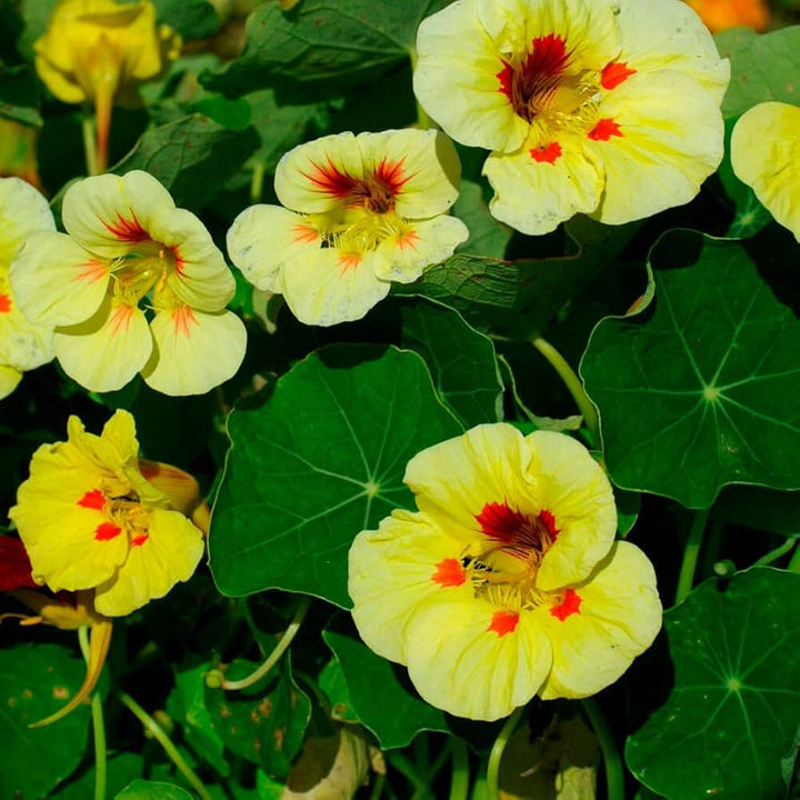 Green Yellow flower seeds