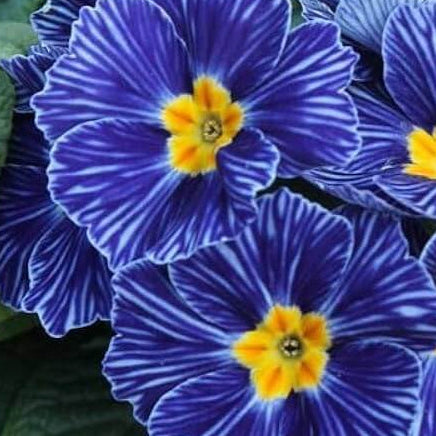 Blue Zebra Primula plant