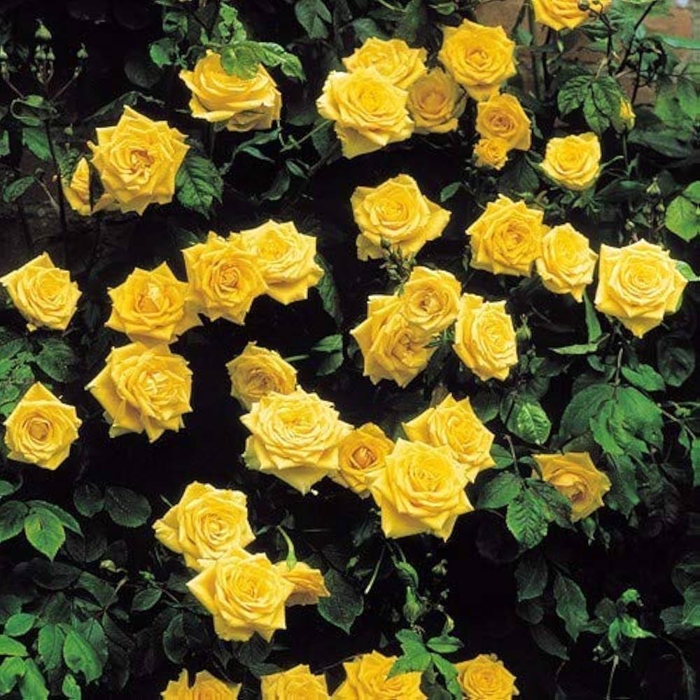 Bright Yellow Rose plant