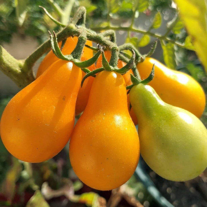 Yellow Pear Tomato Seeds