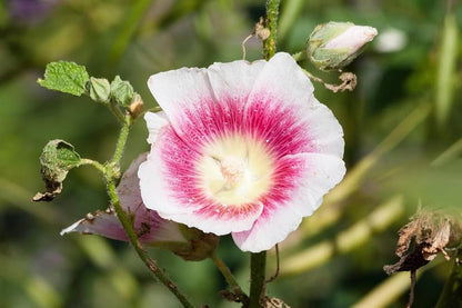 White and Pink Hollyhock Flower Seeds for Planting – Heirloom Non-GMO Garden Seeds