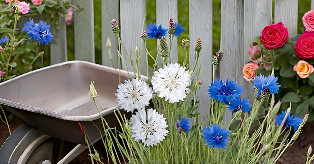 Cornflower flower seeds