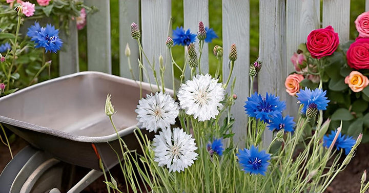 Cornflower flower seeds