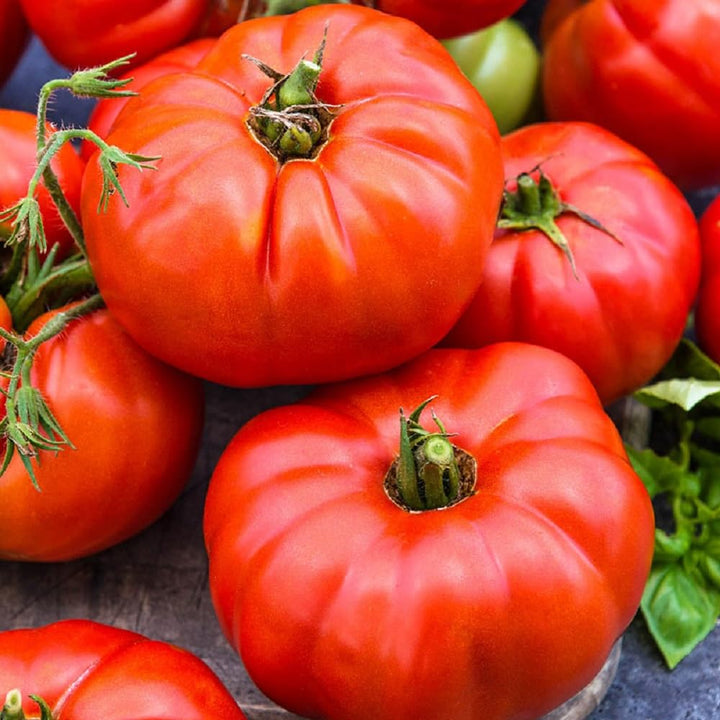 Cosmonaut Volkov Tomato Seeds