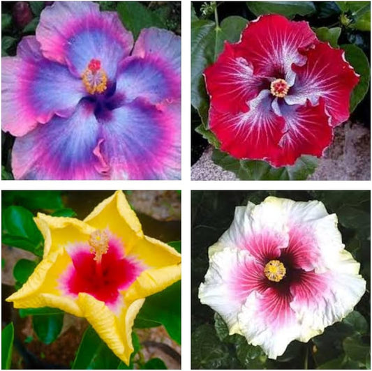 Hibiscus flower seeds