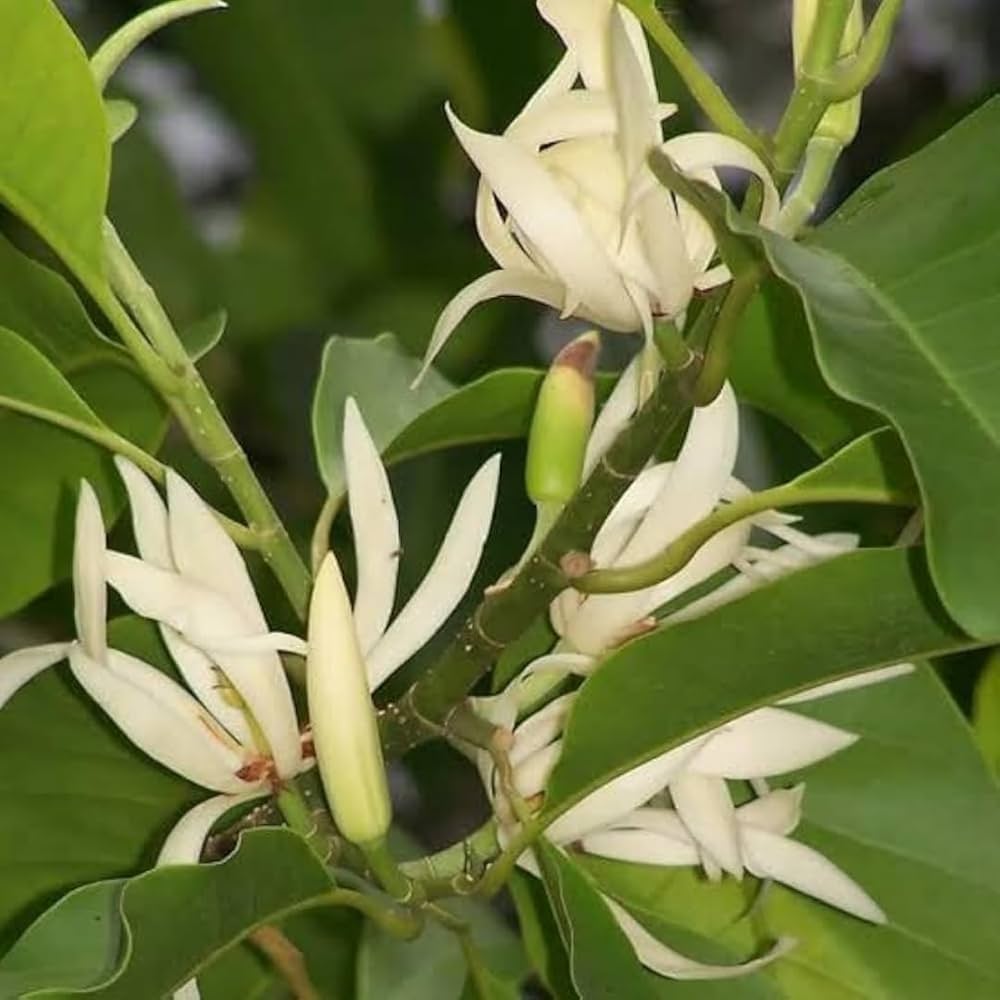 Magnoliaceae flower seeds