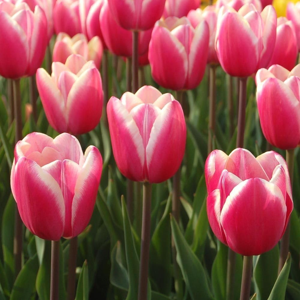 Pink White flower seeds