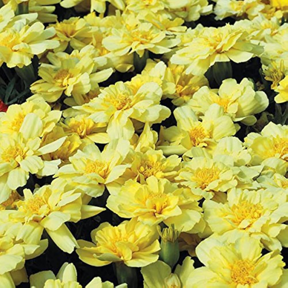 Creme Color Marigold plant