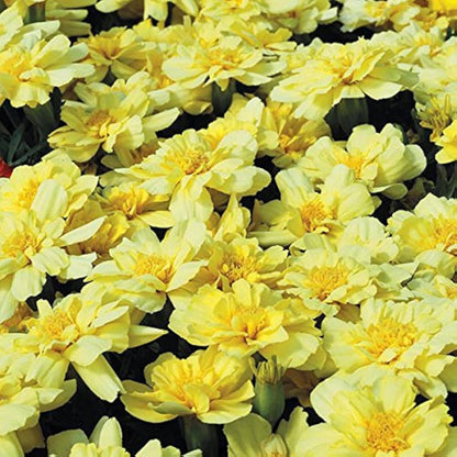 Creme Color Marigold plant