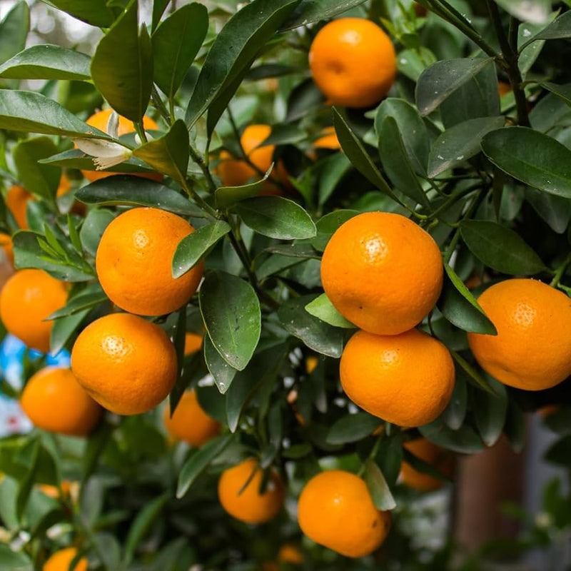 Orange Mandarin Fruit Seeds for Planting – Citrus Tree Seeds for Home Gardens
