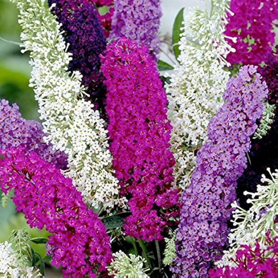 Buddleia Butterfly flower seeds
