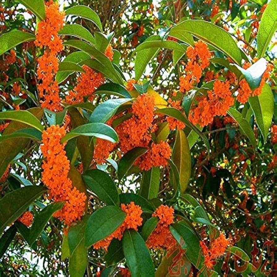 Osmanthus Tree flower seeds