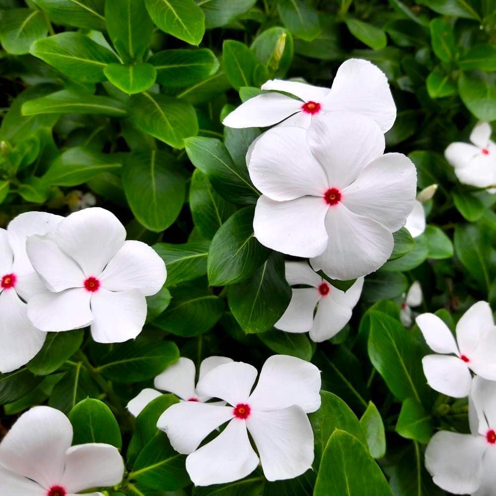 Fragrant Vinca flower seeds