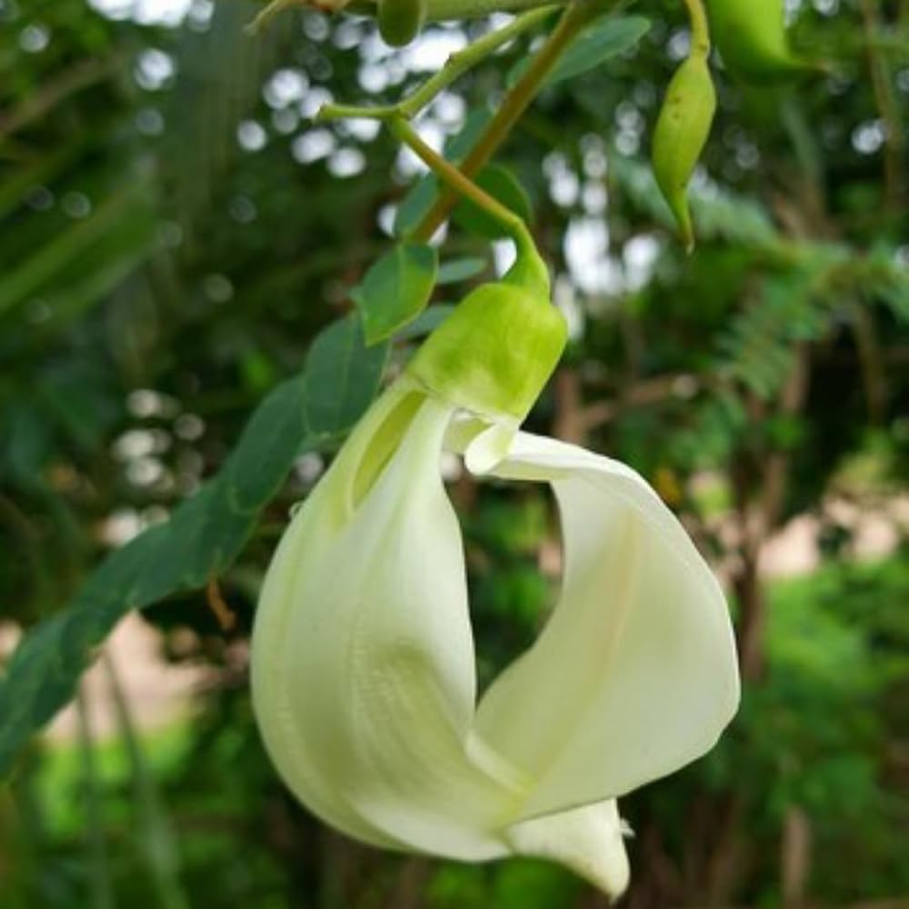 Heron flower seeds
