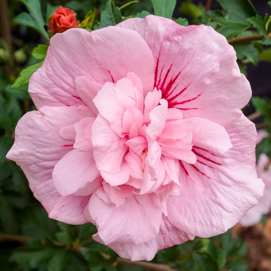 Pink Hibiscus flower seeds