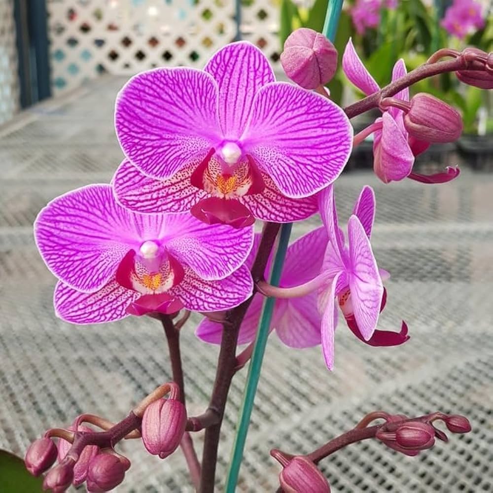 Phalaenopsis Orchid flower seeds
