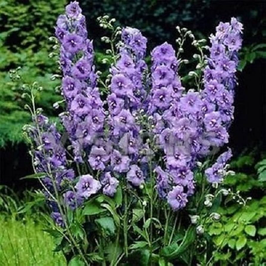 Purple Delphinium flower seeds