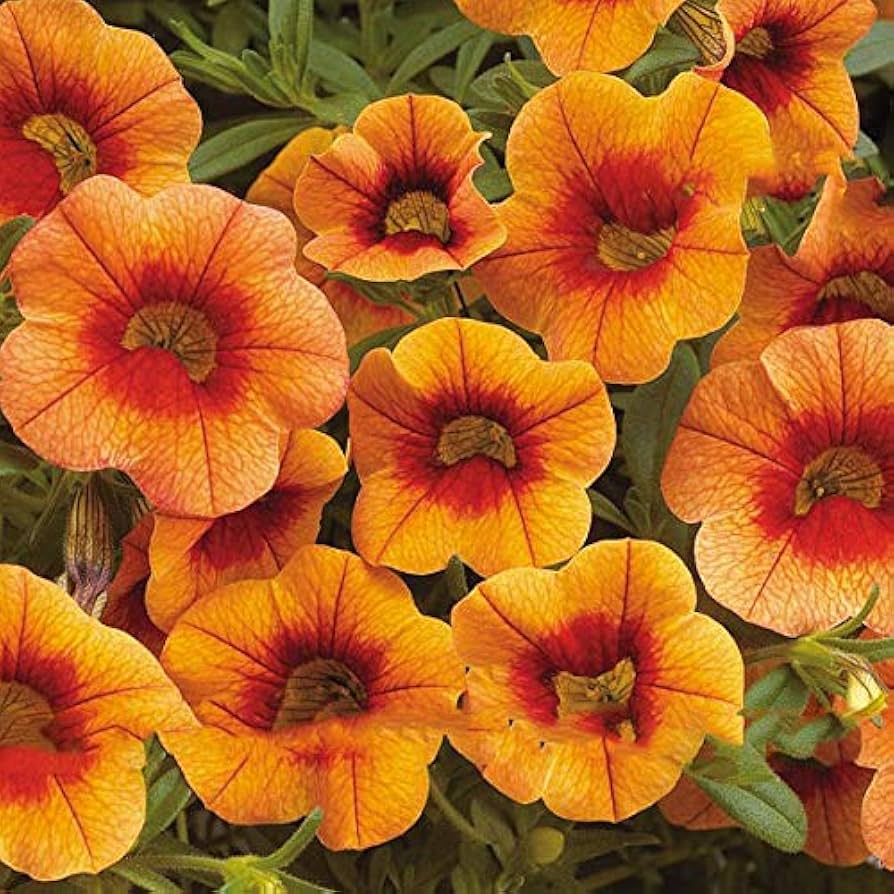 Apricot Punch flower seeds