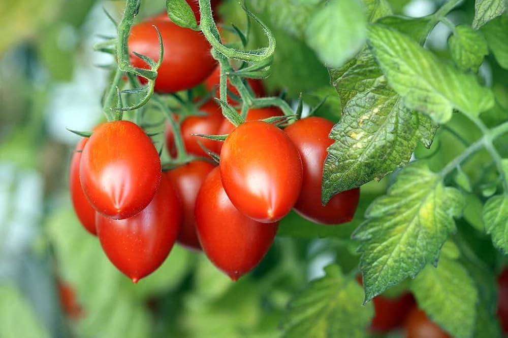 long cluster tomato seeds
