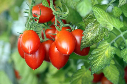 long cluster tomato seeds