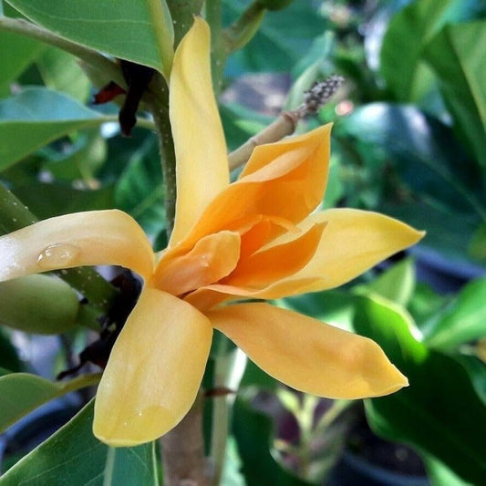Yellow Magnolia flower seeds