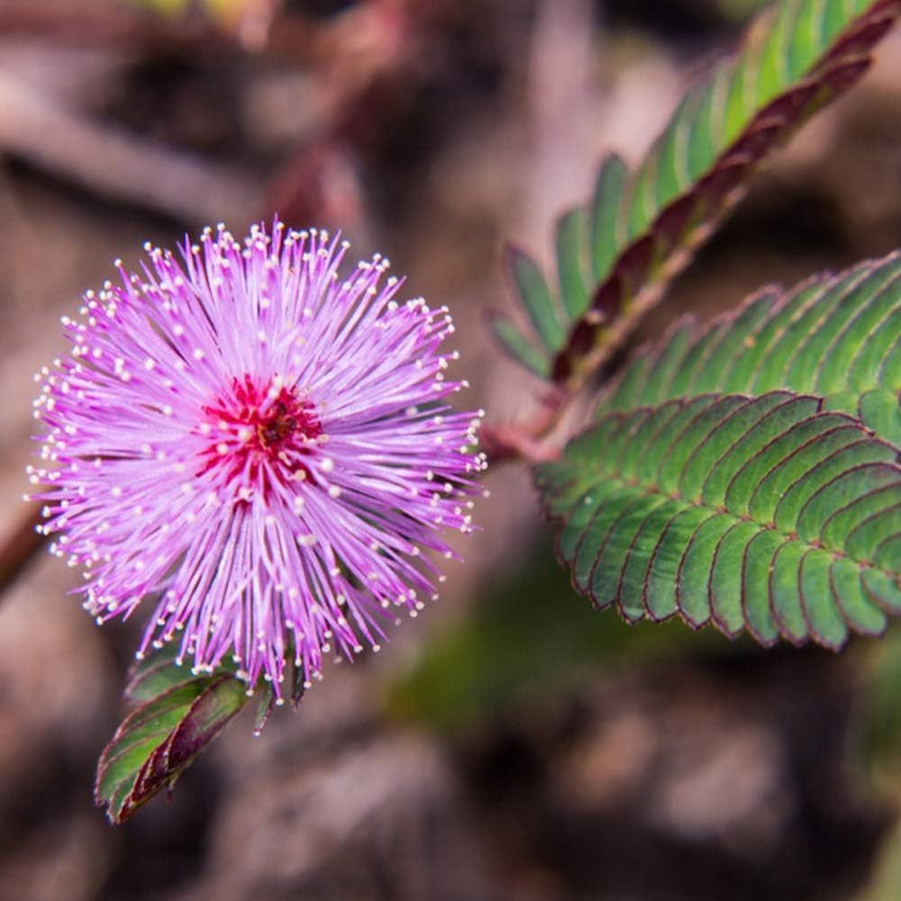 Purple Mimosa flower seeds