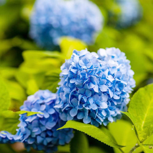 Blue Hydrangea flower seeds