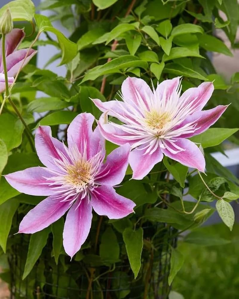 Pink and White Clematis Flower Seeds for Planting – Heirloom Non-GMO Garden Seeds