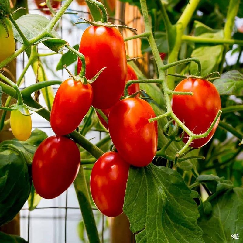 Long Cluster Tomato Vegetable Seeds for Planting – Heirloom Non-GMO Garden Seeds