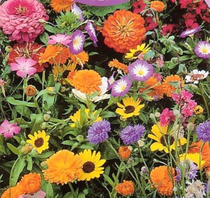 Annual flower seeds