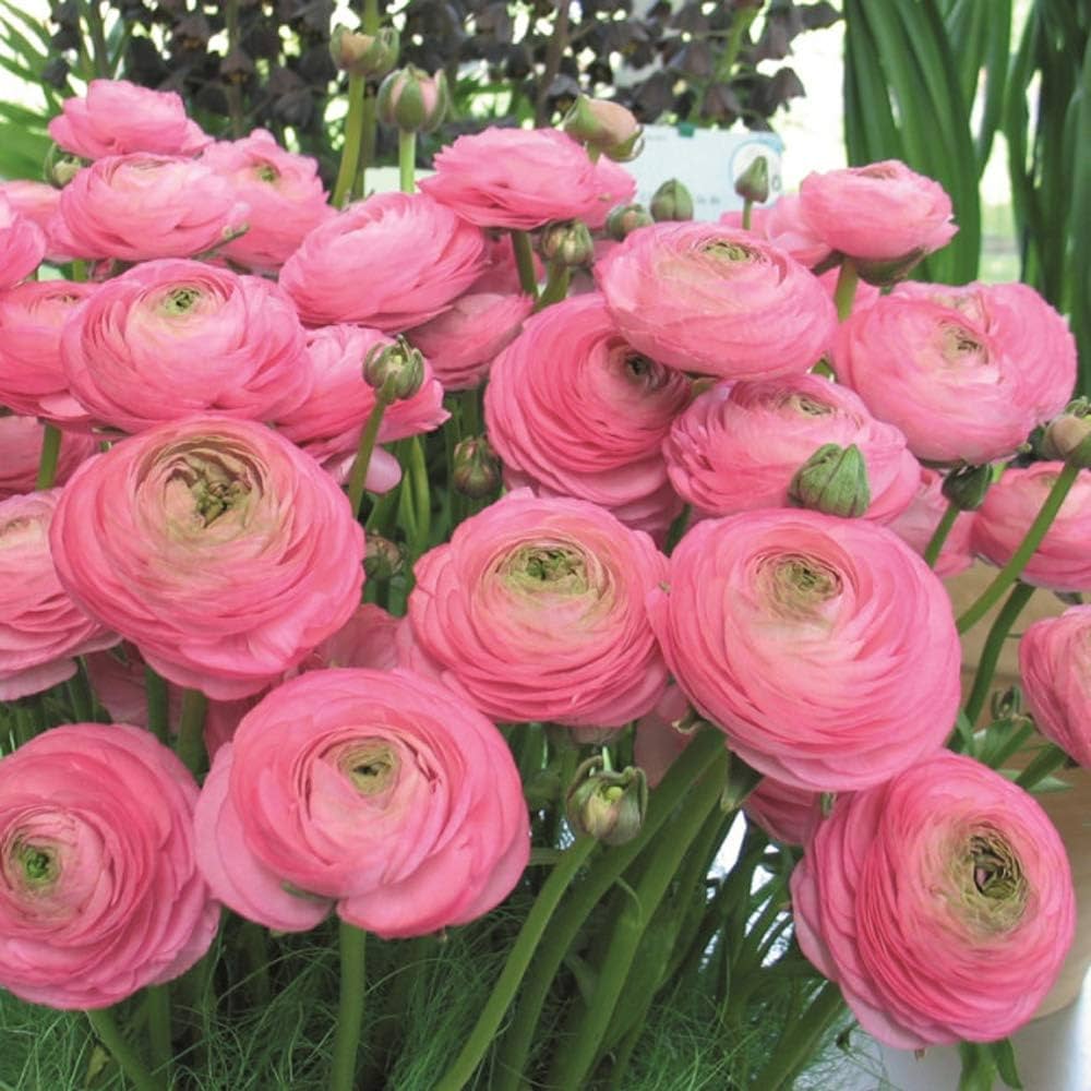 Light Pink flower seeds