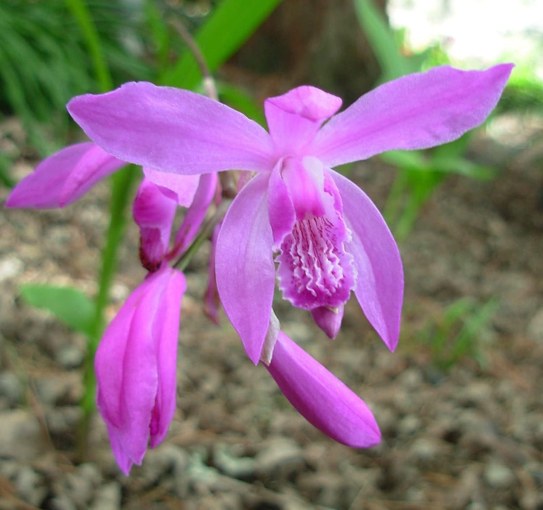 Bletilla Striata flower seeds