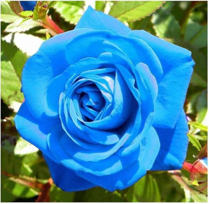 Dark Blue flower seeds