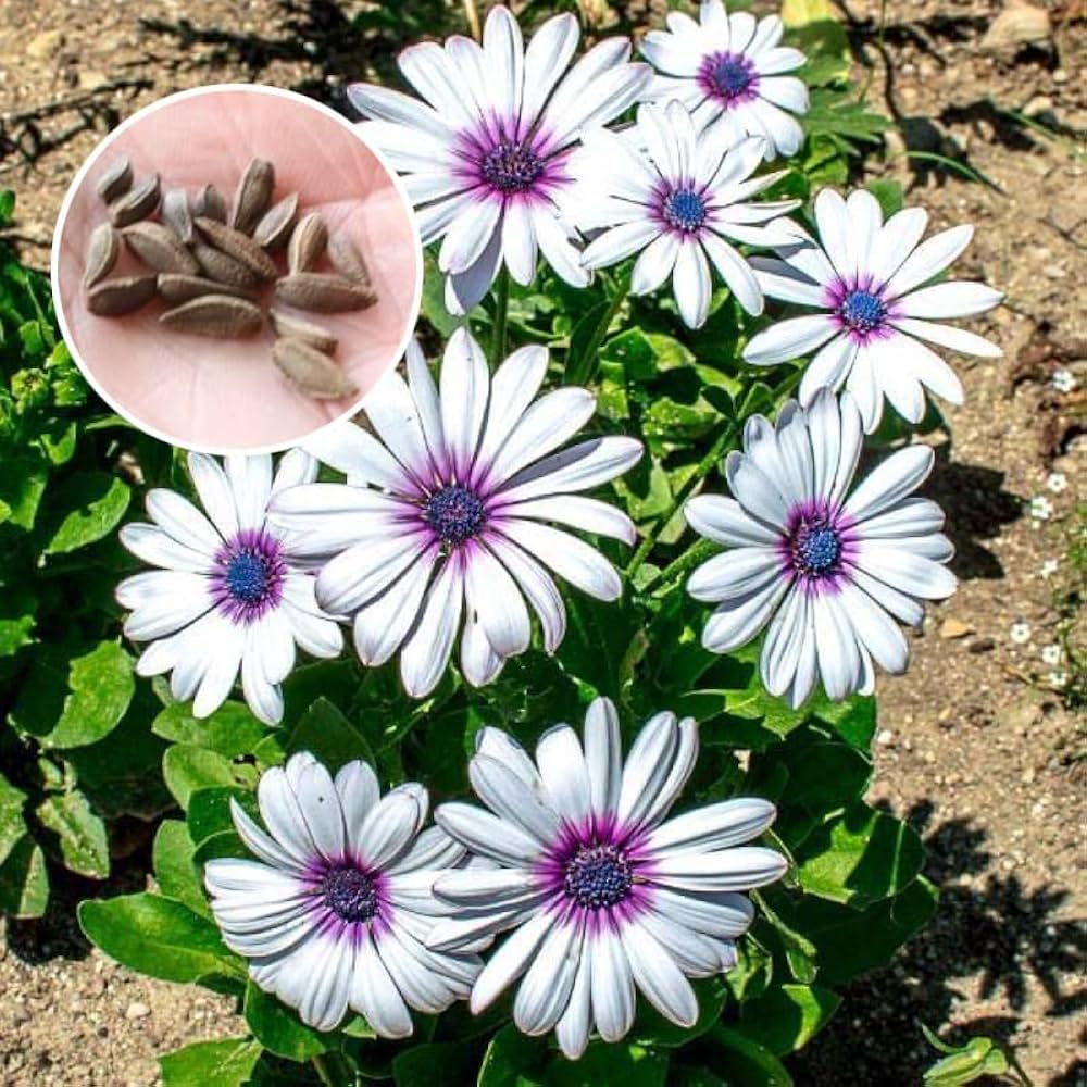 White African flower seeds