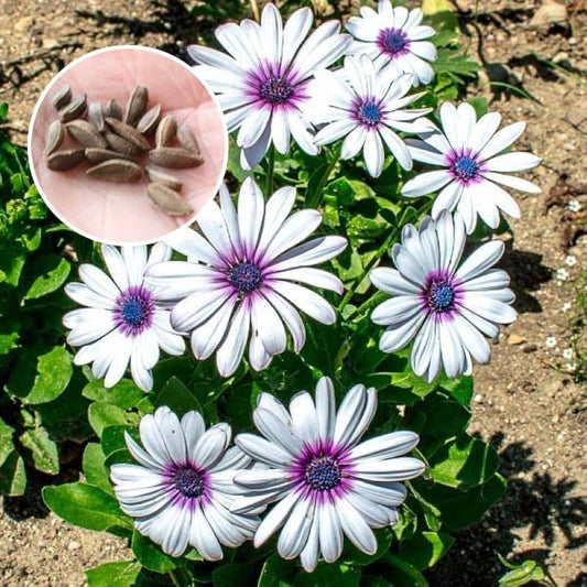 White African flower seeds