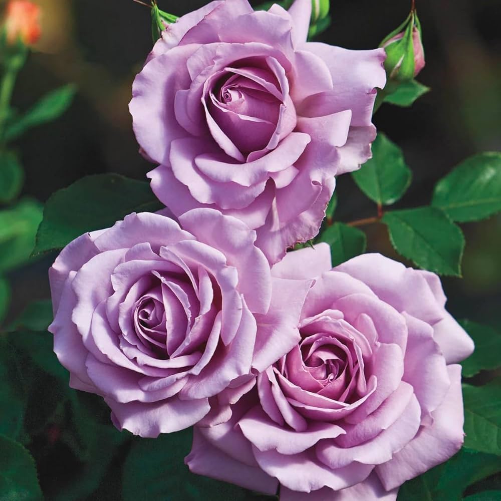 Lavender Rose flower seeds