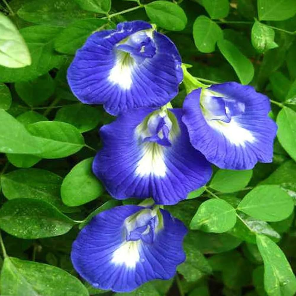 Clitoria flower seeds