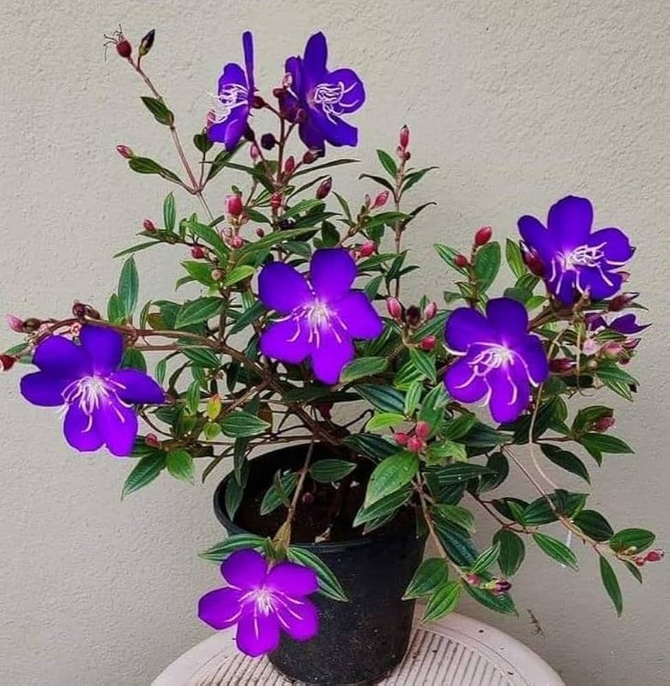 Purple Tibouchina flower seeds