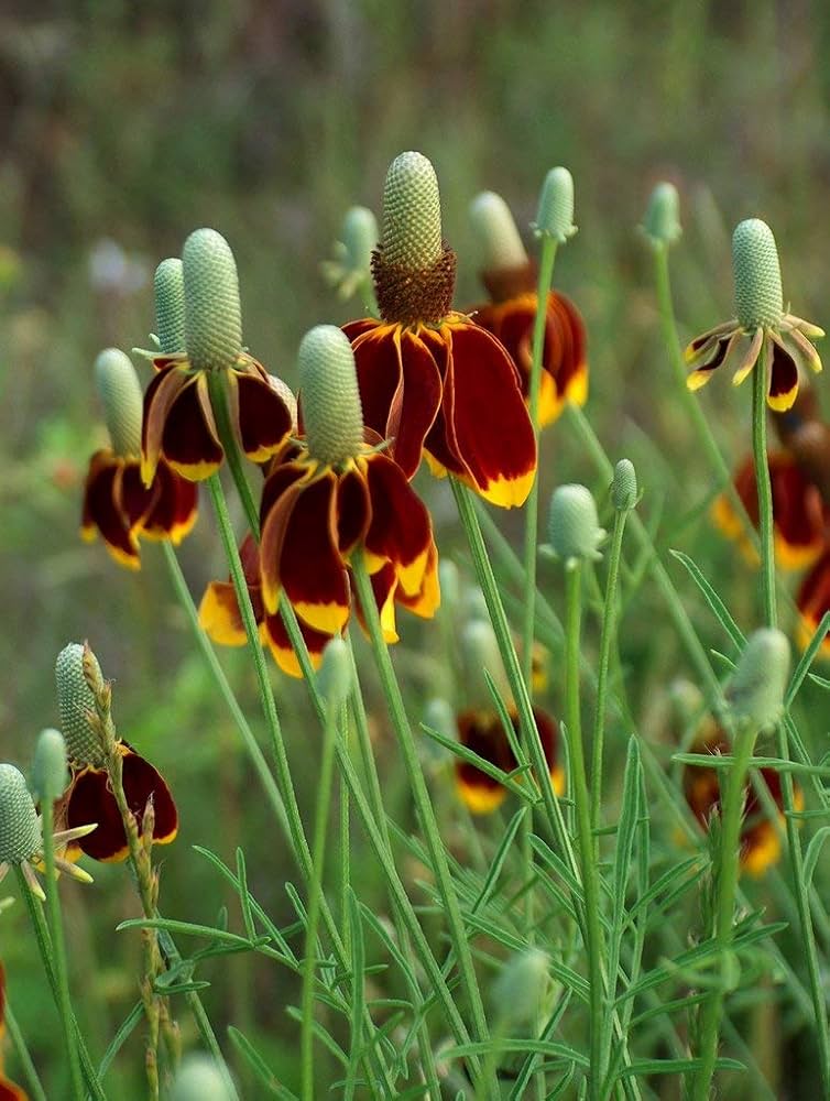Mexican Hat flower seeds