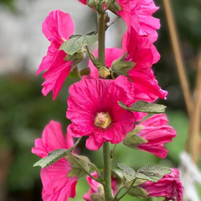 Pink Hollyhock Flower Seeds for Planting – Heirloom Non-GMO Garden Seeds