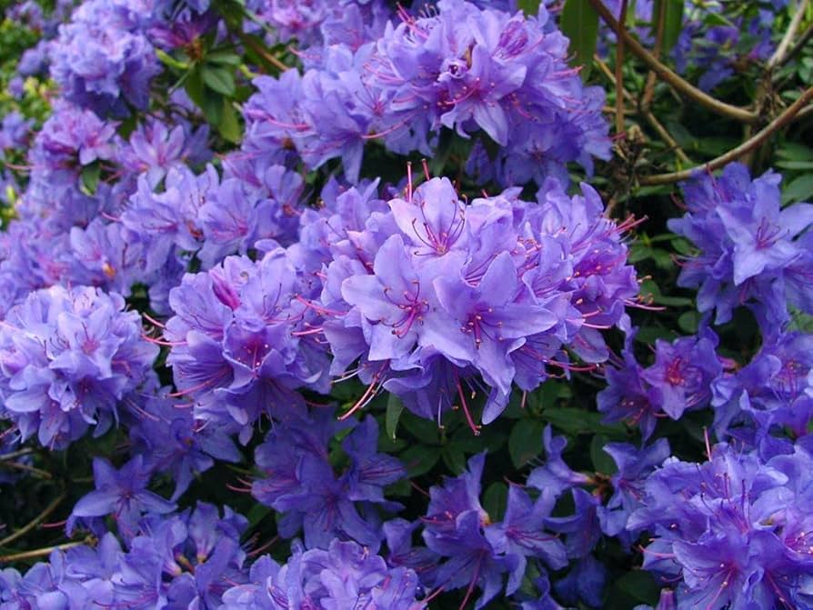 Violet Azalea flower seeds
