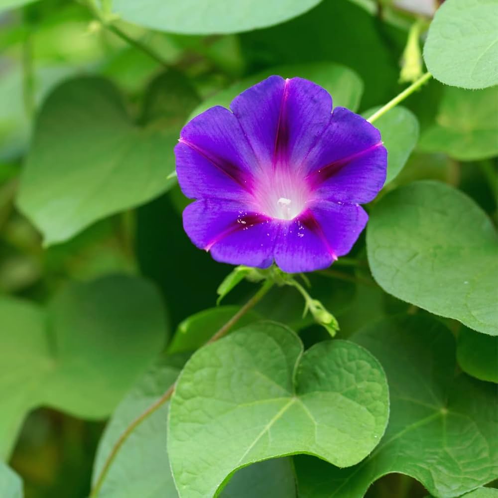Morning Glory flower seeds
