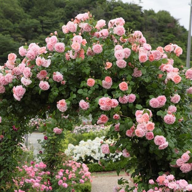 Cream climbing rose flowers growing on a garden trellis