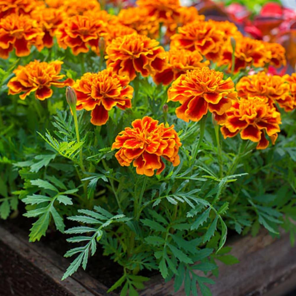 French Marigold flower seeds