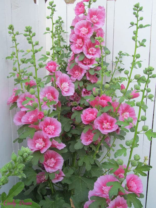 Zebrina Mini flower seeds